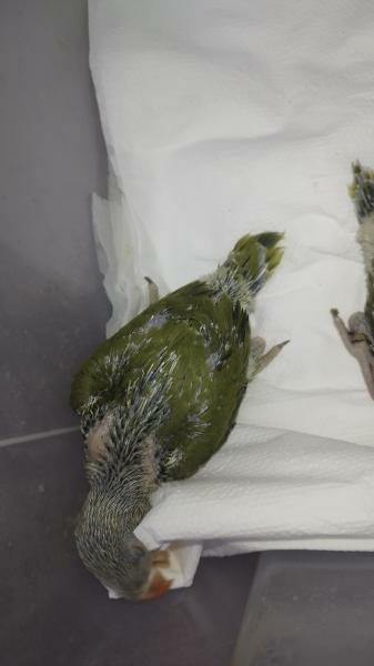 I. R. N . Parrot baby's Olive - 3