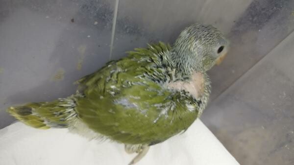 I. R. N . Parrot baby's Olive - 2