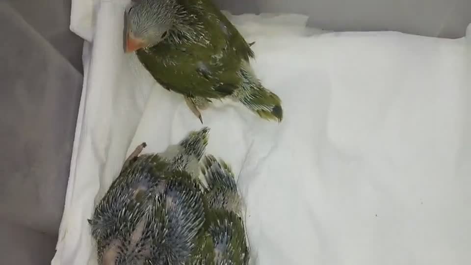 I. R. N . Parrot baby's Olive - 10