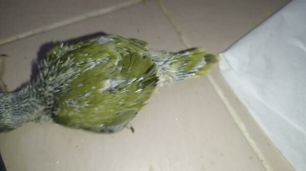 I. R. N . Parrot baby's Olive - 8