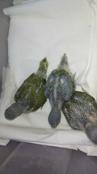 I. R. N . Parrot baby's Olive - 4