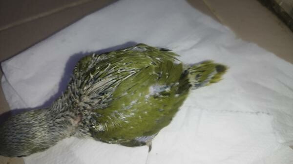 I. R. N . Parrot baby's Olive - 5
