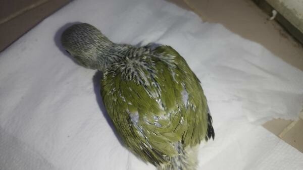 I. R. N . Parrot baby's Olive - 6