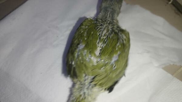 I. R. N . Parrot baby's Olive - 7