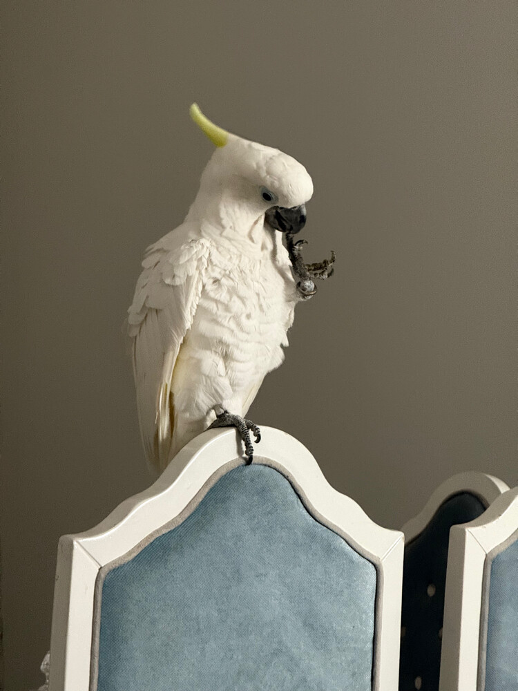 كوكاتو ليزر جامبو - 2