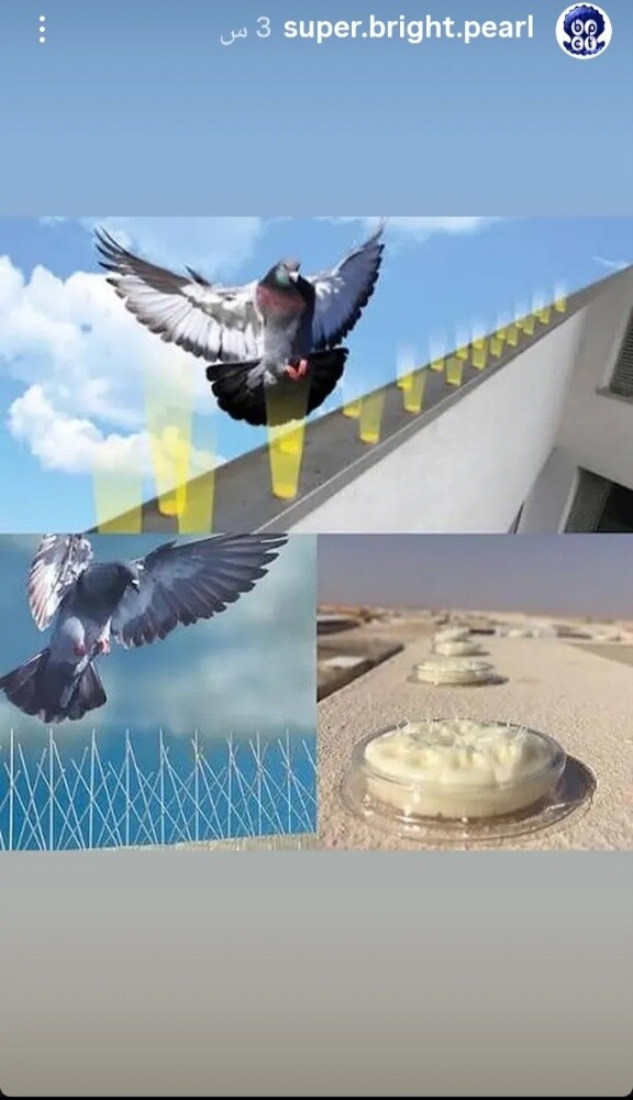 طارد الحمام - 2