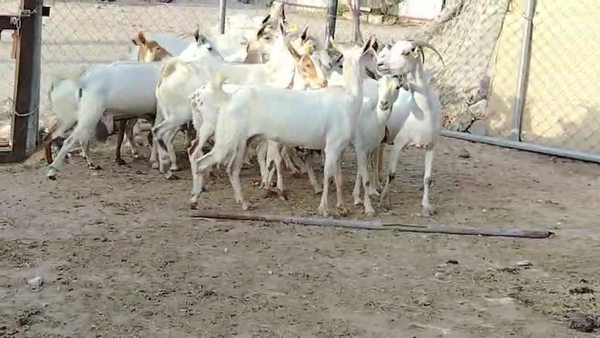 للبيع ماعزه عمنايات طيبه - 1