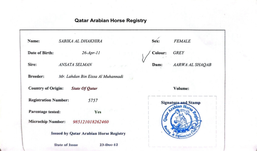 Arabian horse Sabika - 3