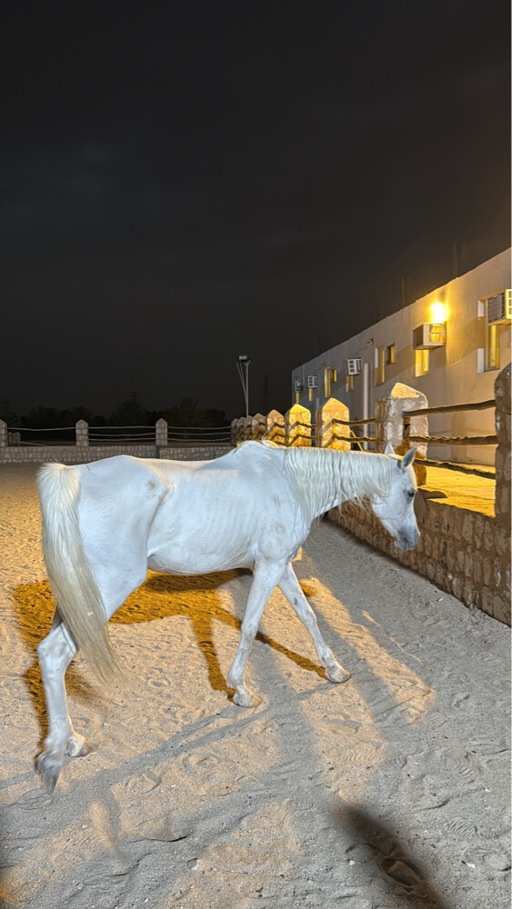 Arabian horse Sabika - 4