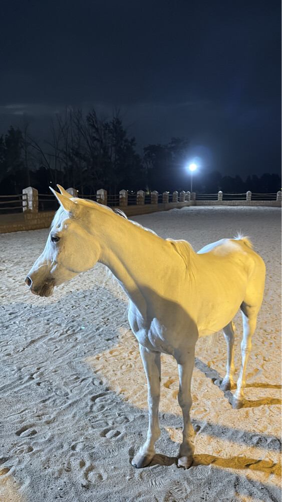Arabian horse Sabika - 1