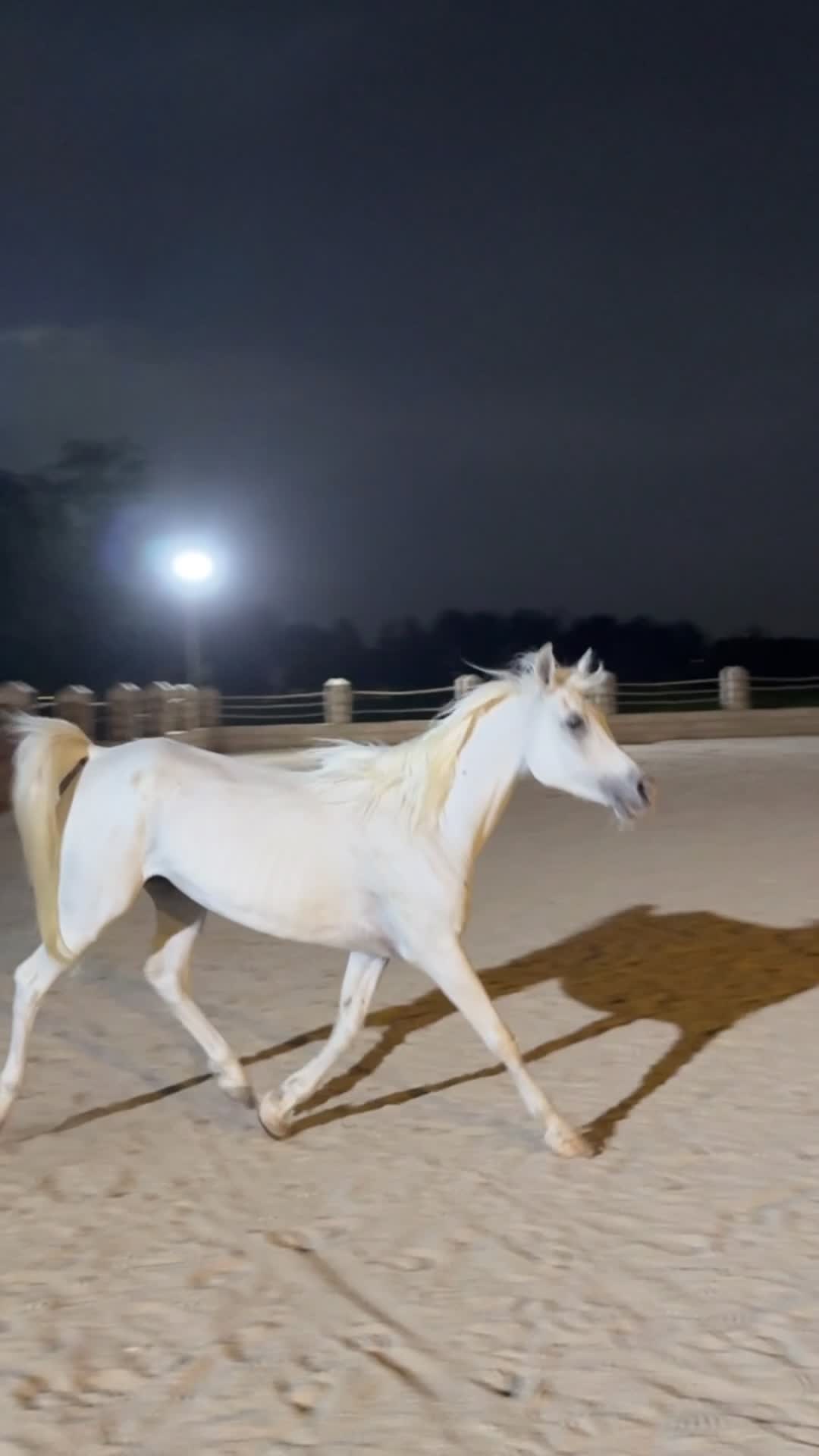 Arabian horse Sabika - 5