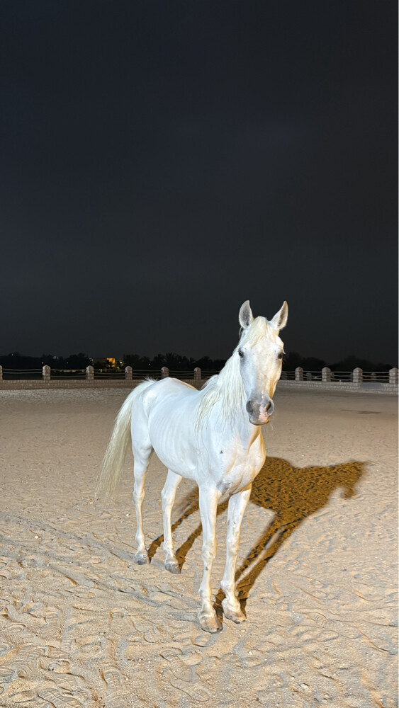 Arabian horse Sabika - 2