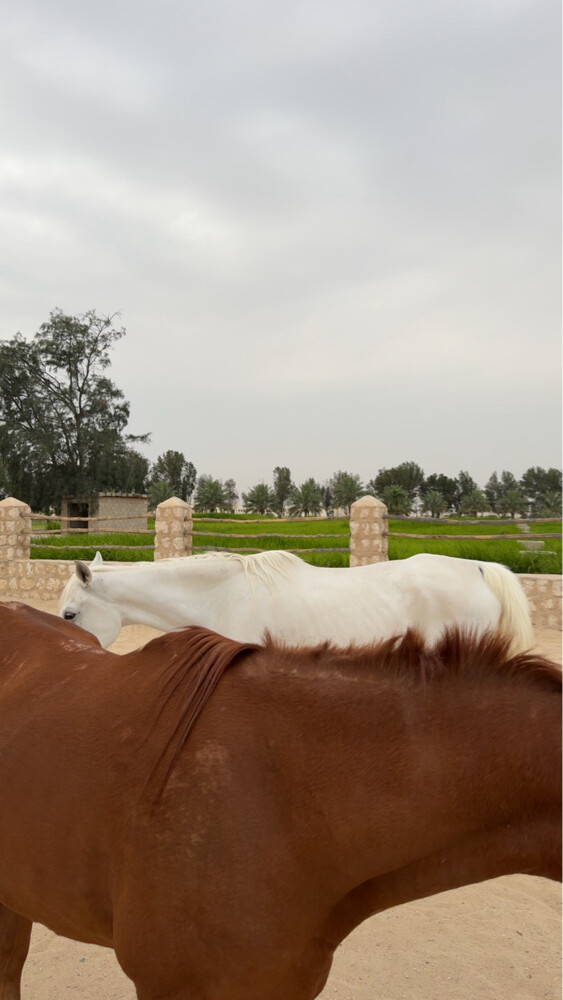 Horse stables available for rent  - 3
