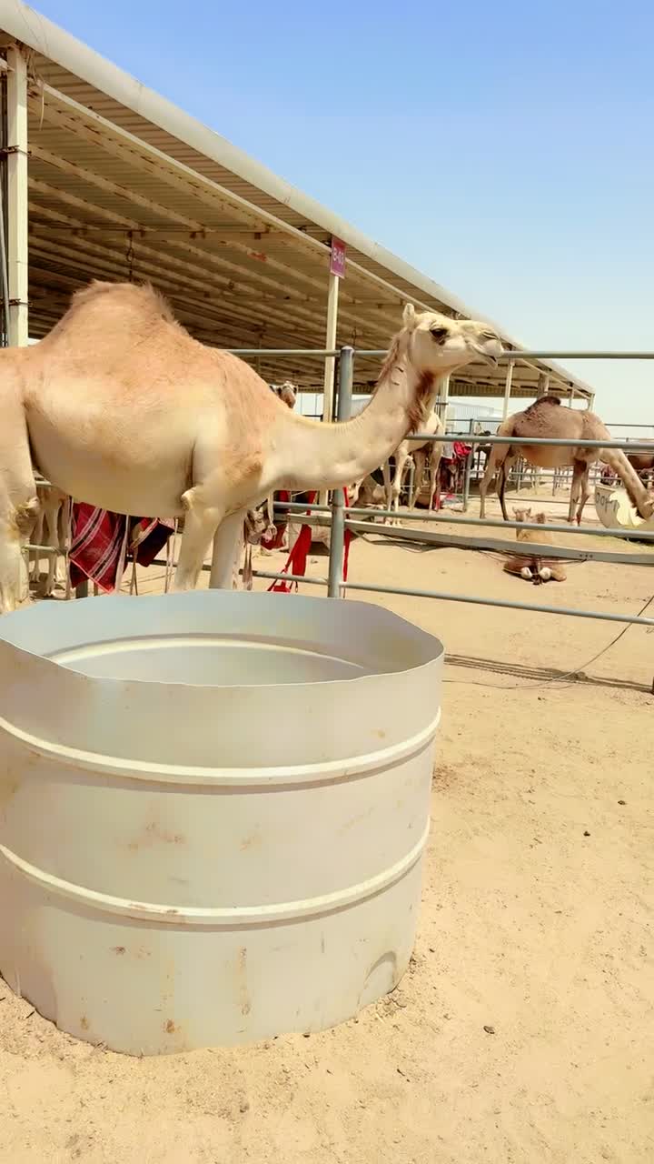 للبيع ناقه مهجنه القحه - 1