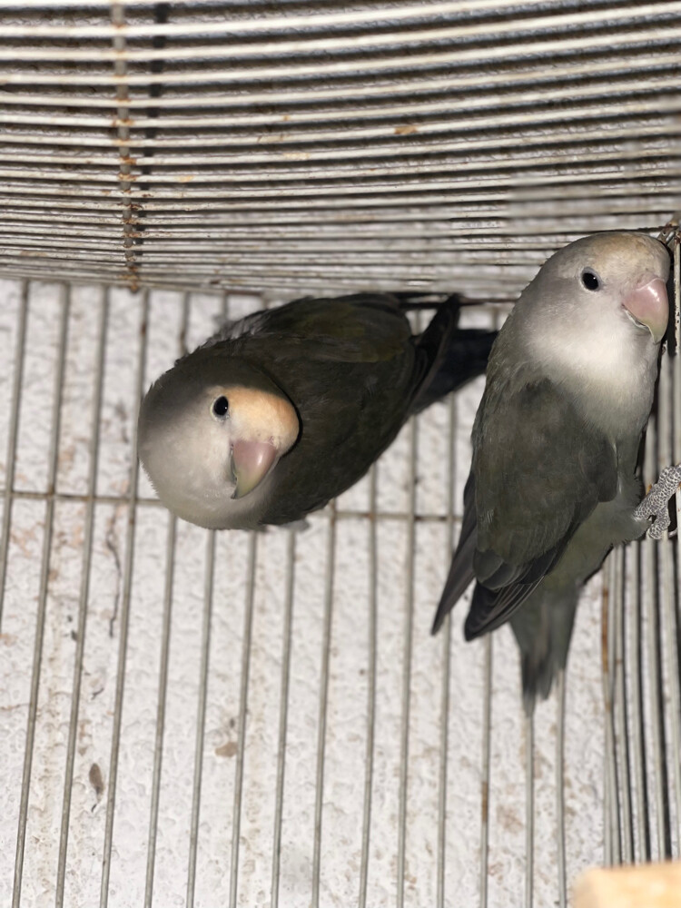 pair Rose birds  - 3