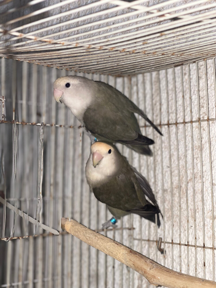pair Rose birds  - 2