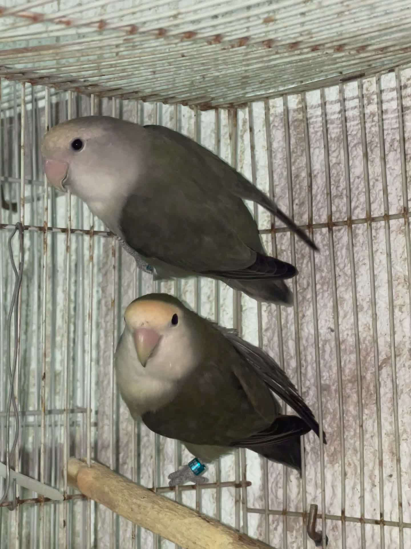 pair Rose birds  - 4