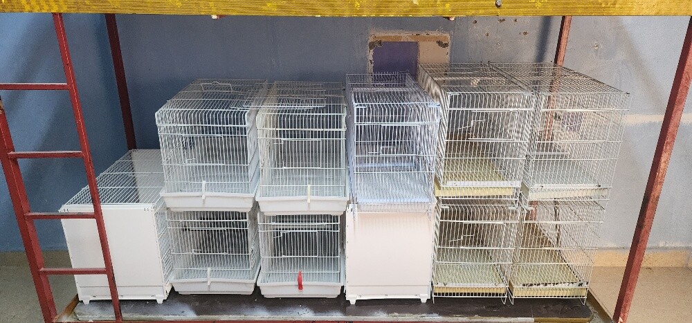 bird's cages - 1