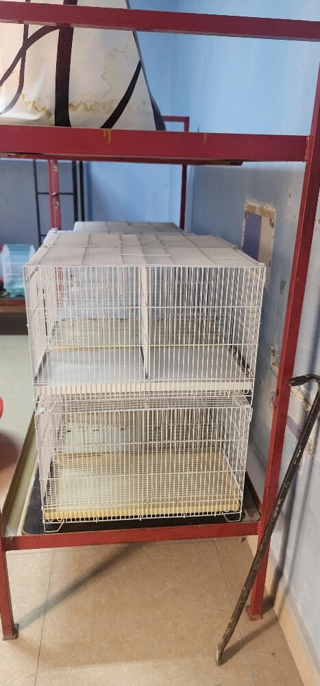 bird's cages - 7