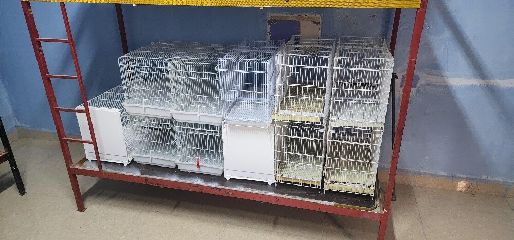 bird's cages - 4