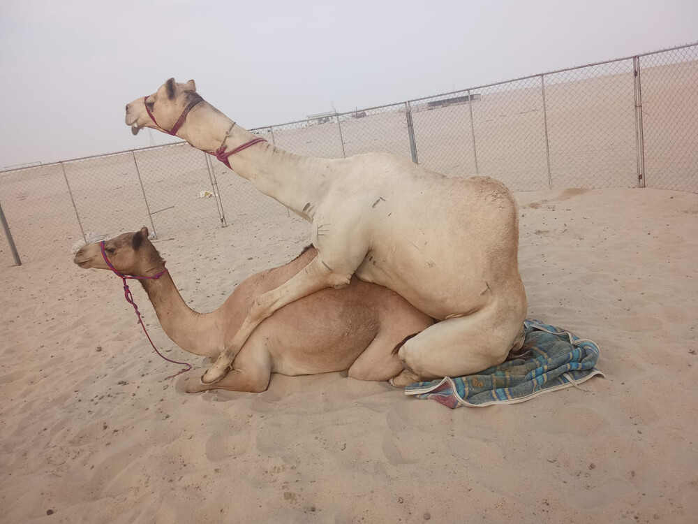 لقحه - 2