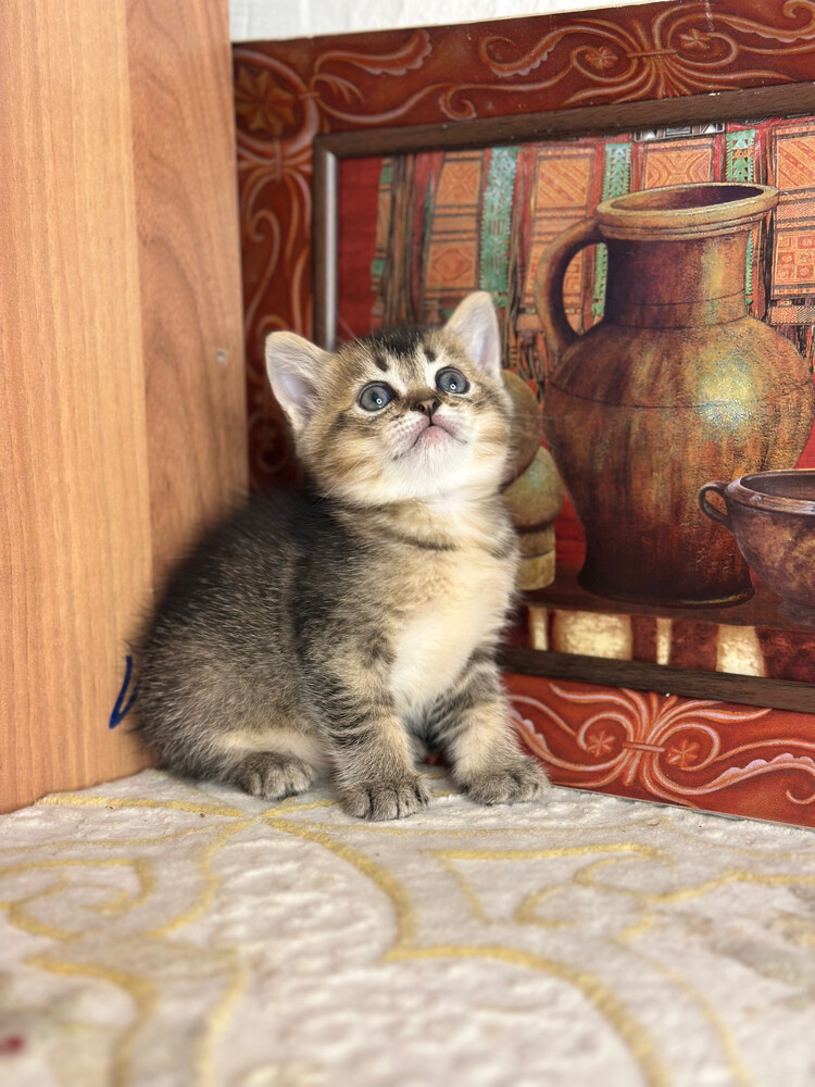 Golden Tabby British Shorthair - 2