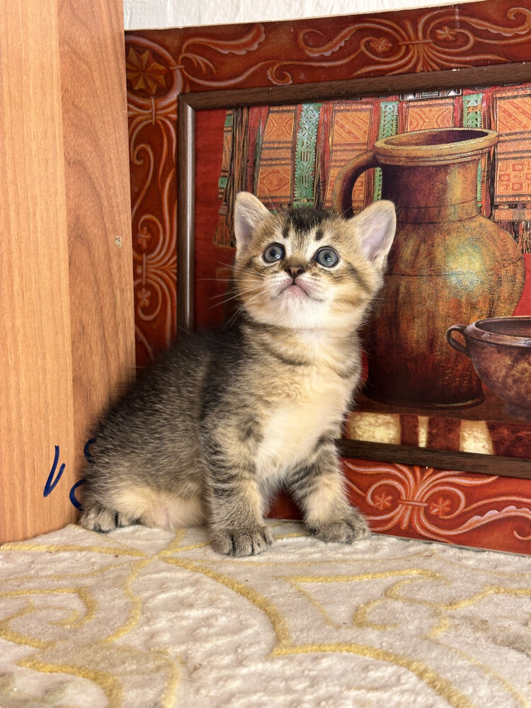 Golden Tabby British Shorthair - 5