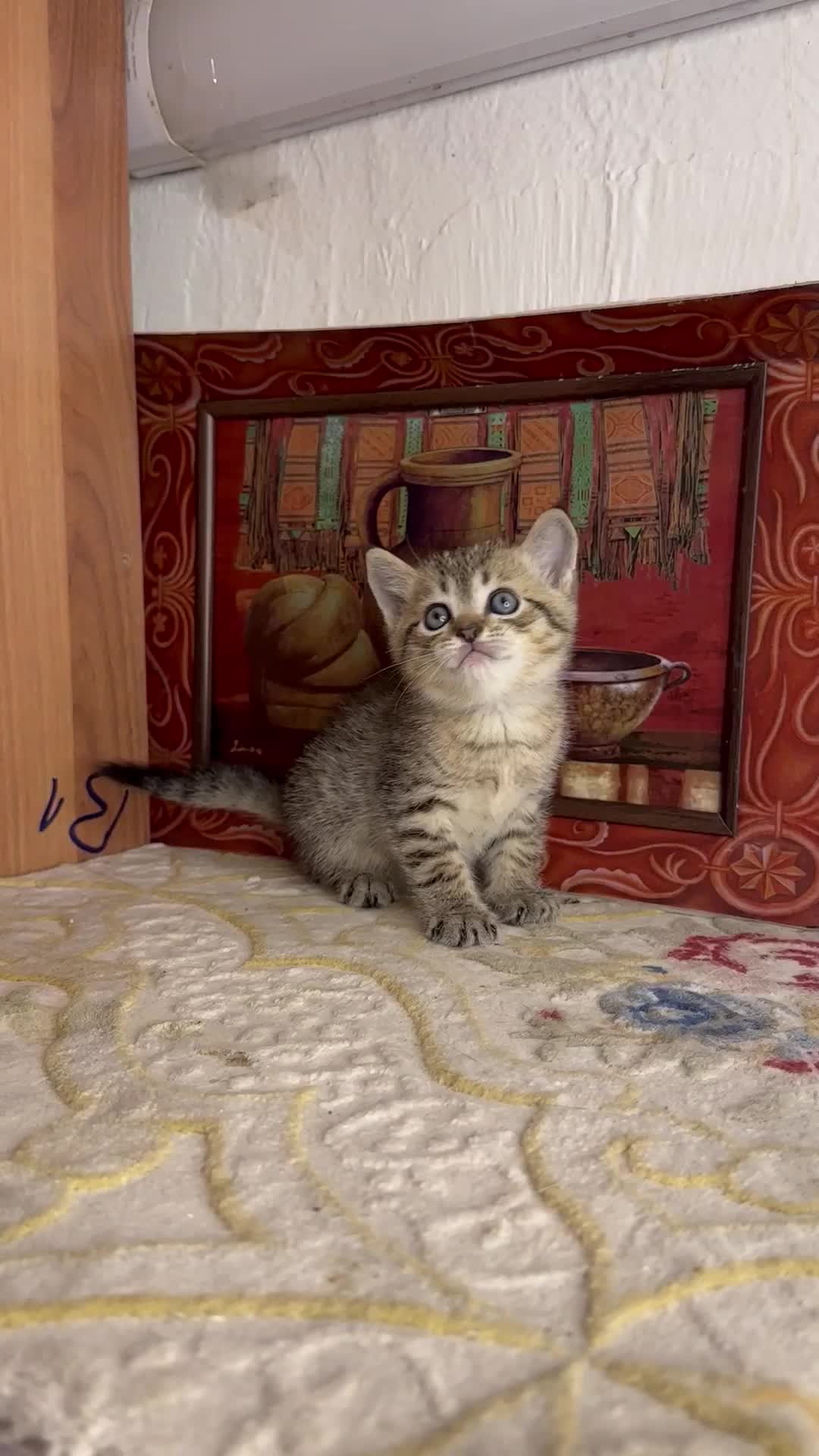 Golden Tabby British Shorthair - 8