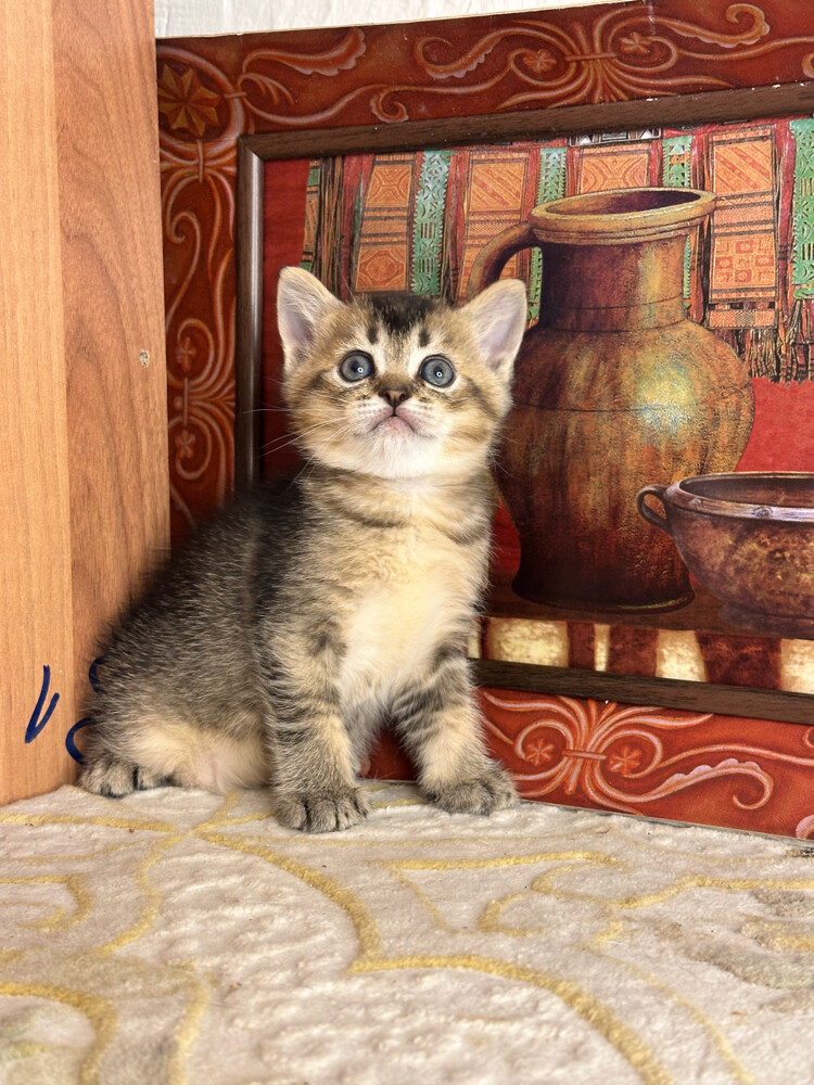 Golden Tabby British Shorthair - 4