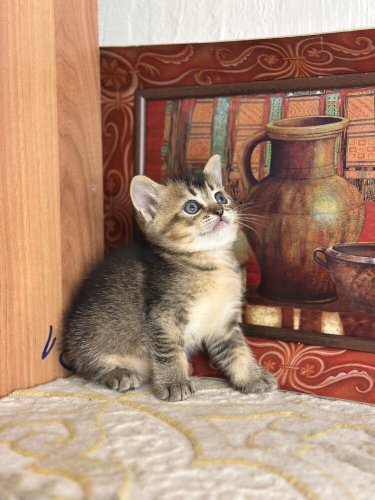 Golden Tabby British Shorthair - 6