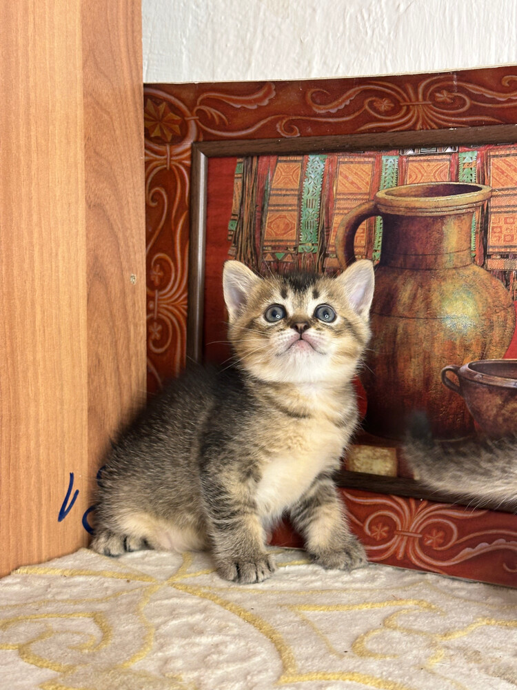 Golden Tabby British Shorthair - 1