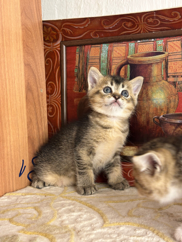 Golden Tabby British Shorthair - 3