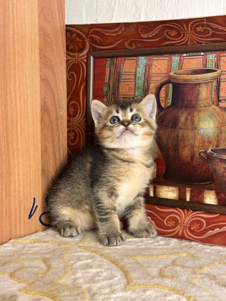Golden Tabby British Shorthair - 7