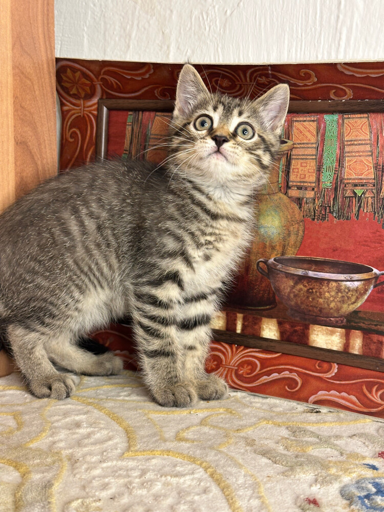 Golden Tabby British Shorthair - 1