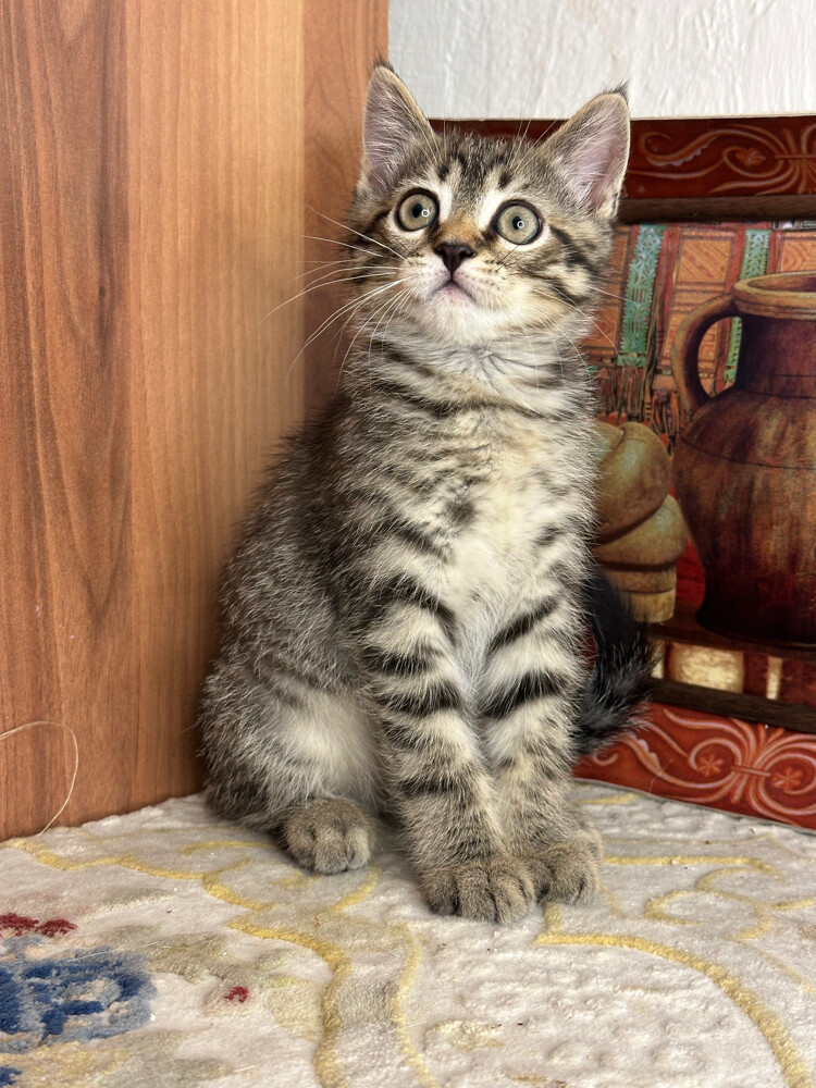 Golden Tabby British Shorthair - 6