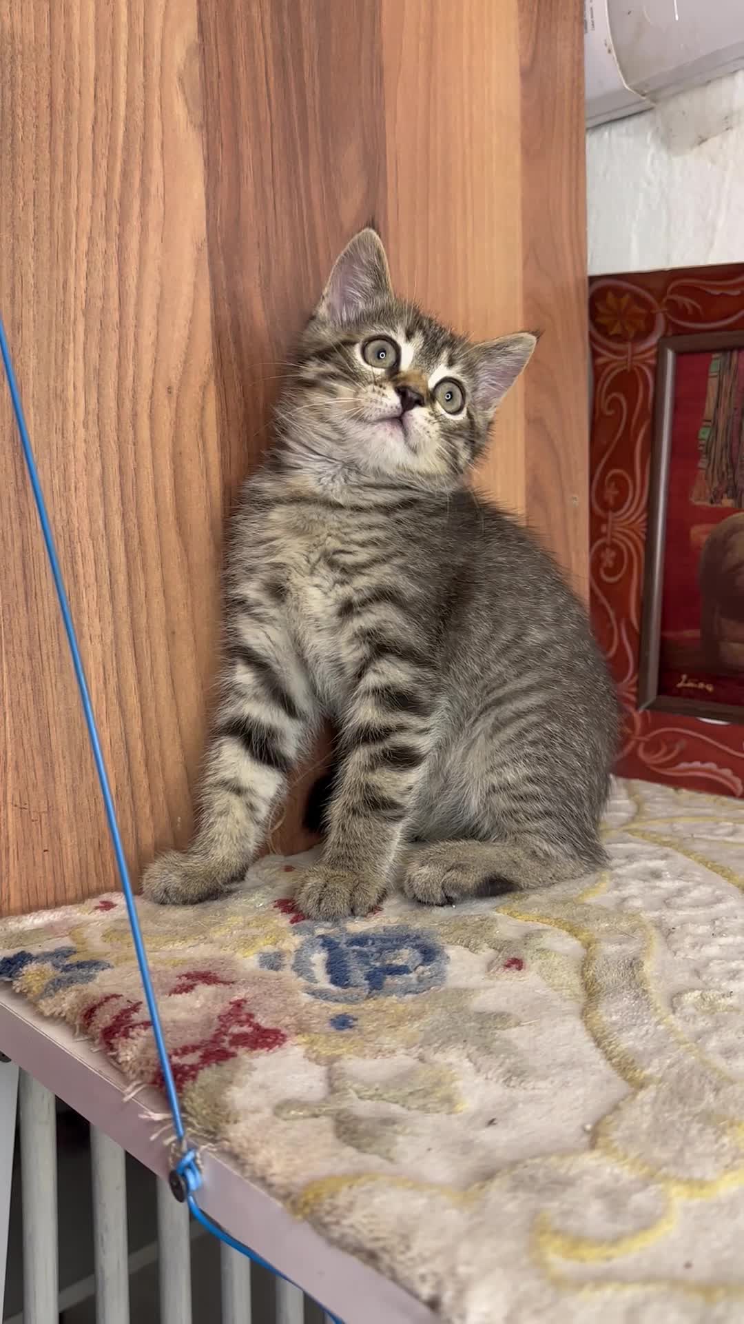 Golden Tabby British Shorthair - 7