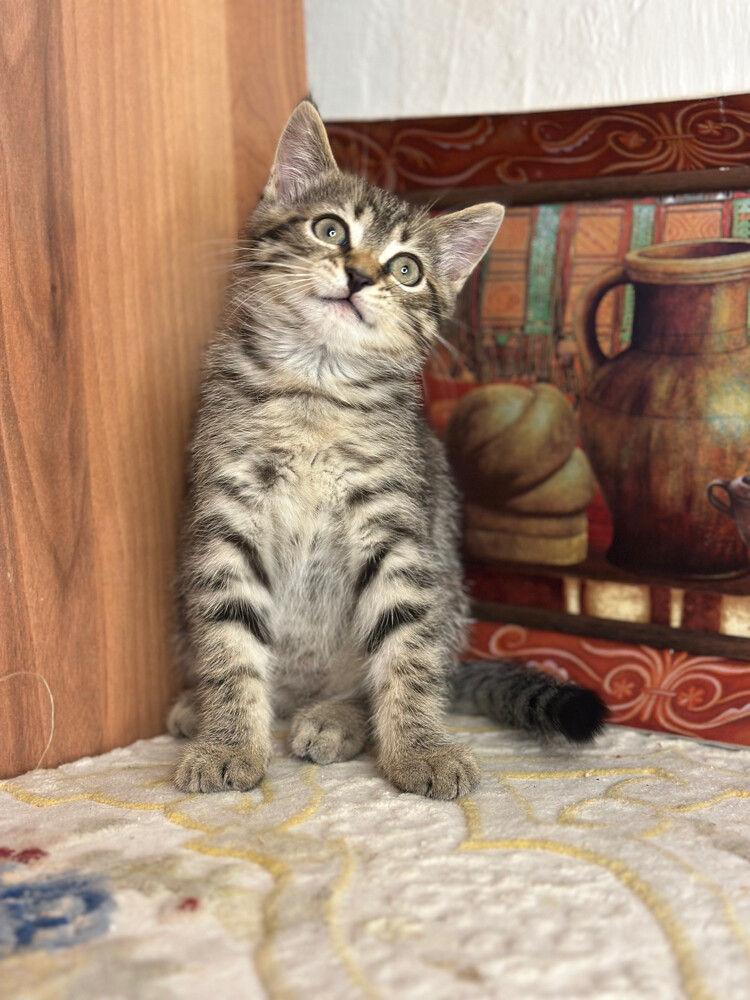 Golden Tabby British Shorthair - 4