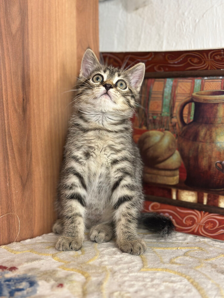 Golden Tabby British Shorthair - 3