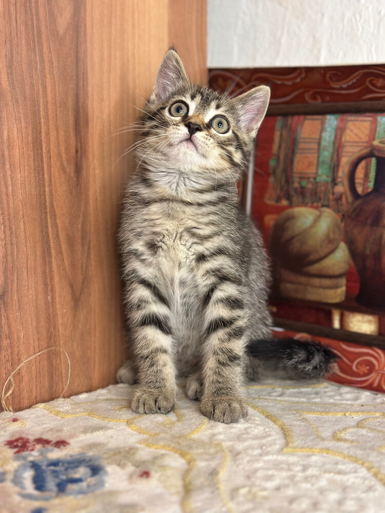 Golden Tabby British Shorthair - 5
