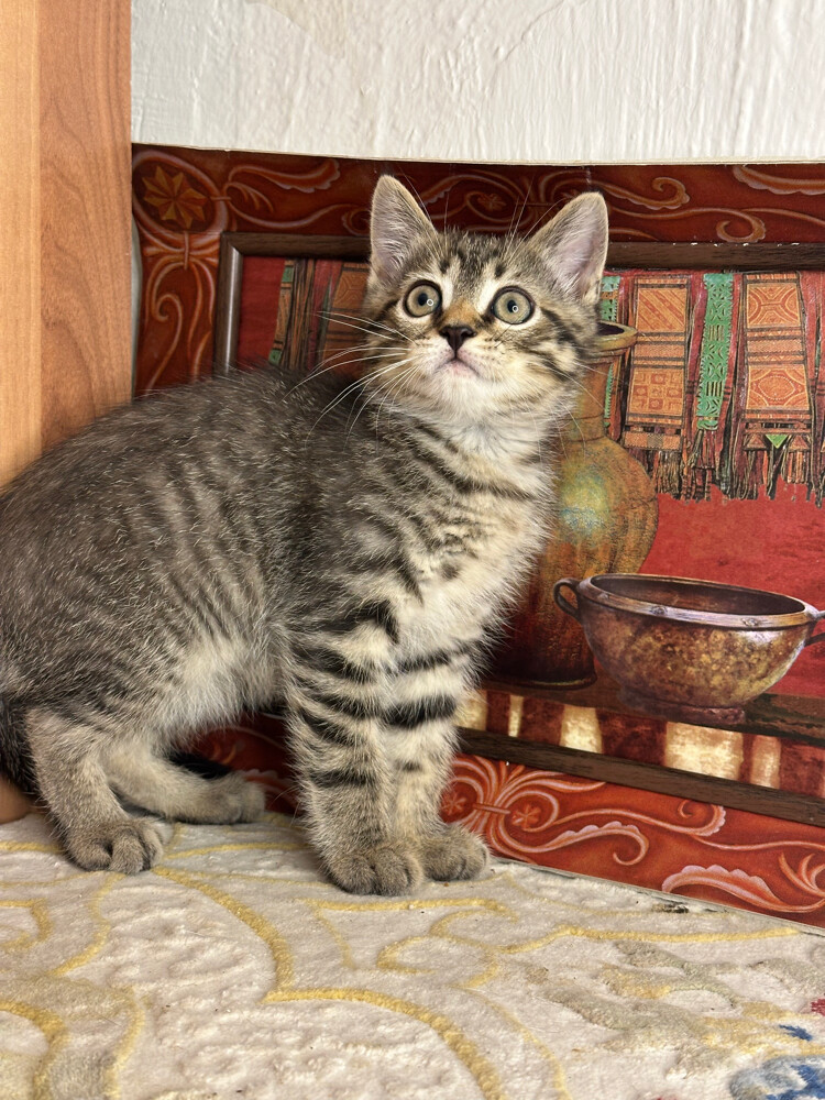 Golden Tabby British Shorthair - 2