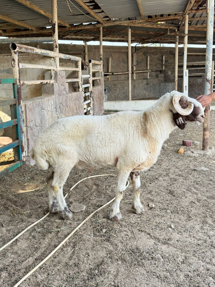 فحول للبيع  - 1