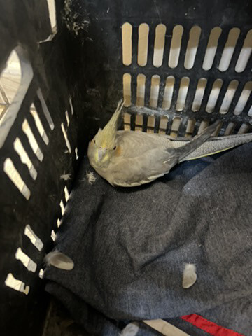 Cockatiel - 1
