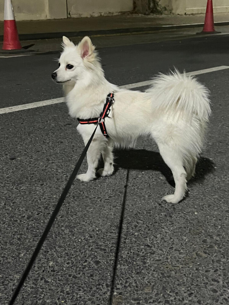 Bella and brono - 3