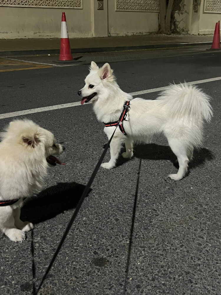 Bella and brono - 1