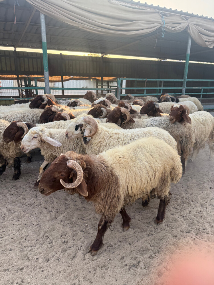 Sheep - 1