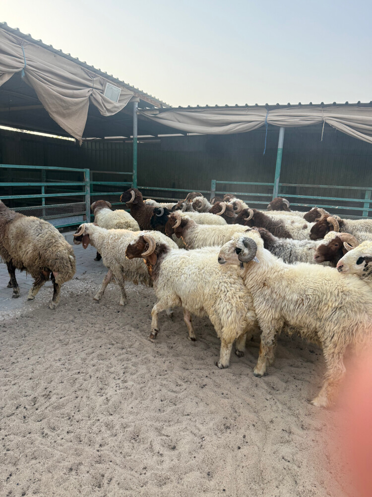 Sheep - 4