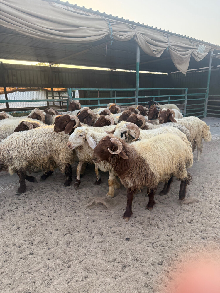 Sheep - 2