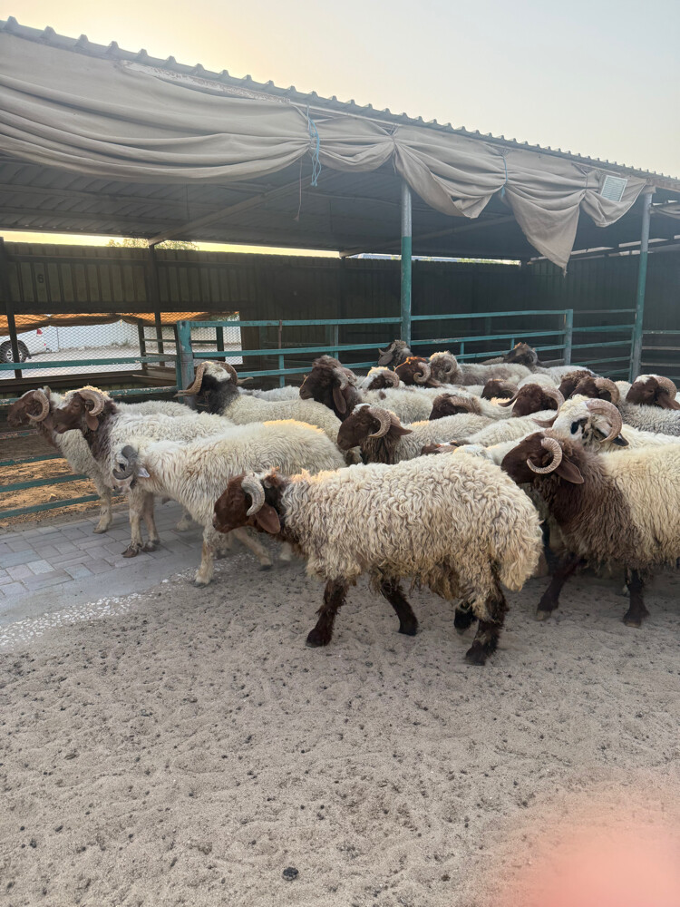 Sheep - 3