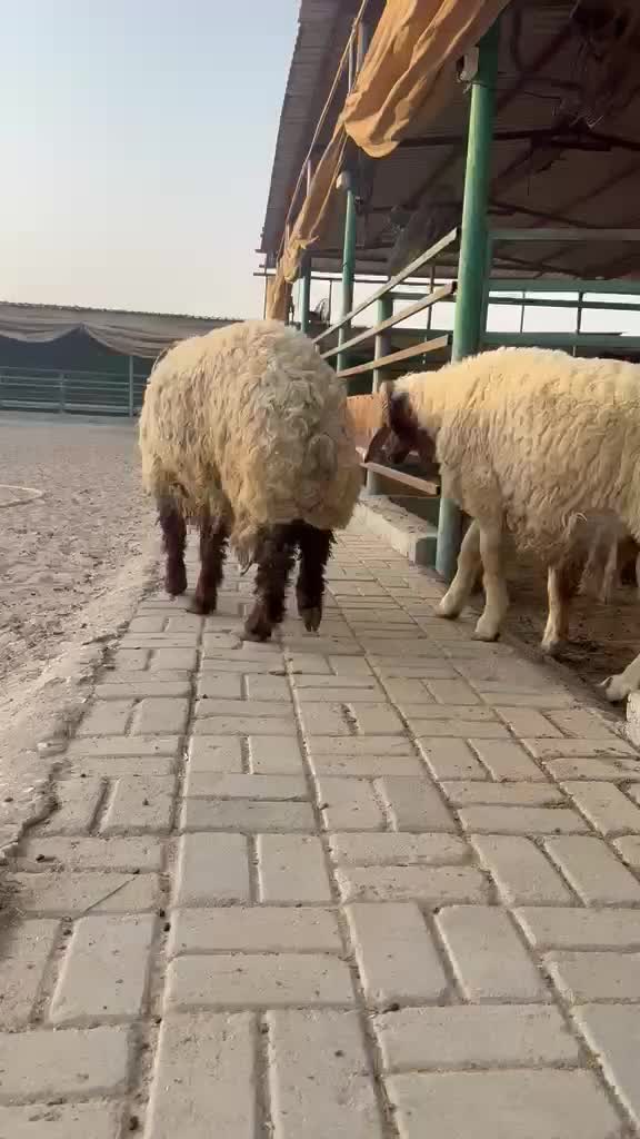 Sheep - 5