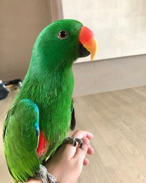 Talking Eclectus Male Bird - 1
